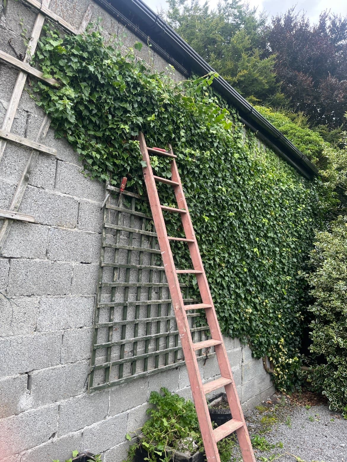 Wall cleared of overgrown ivy